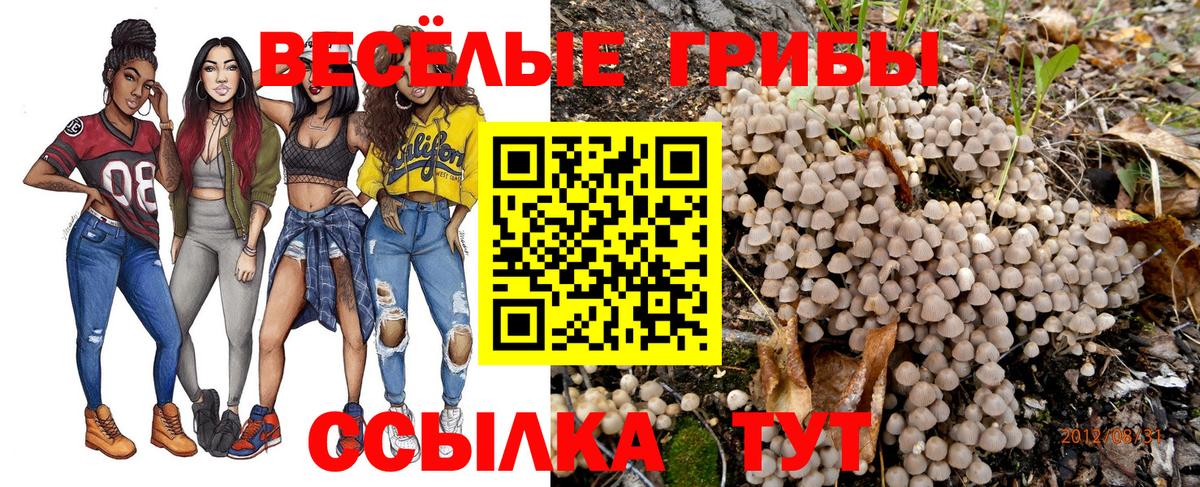 Псилоцибиновые грибы Cubensis Казань